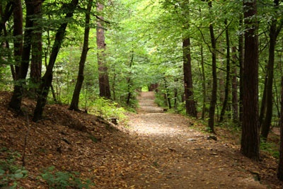 Posázavská stezka - cesta lesem nad řekou Sázavou